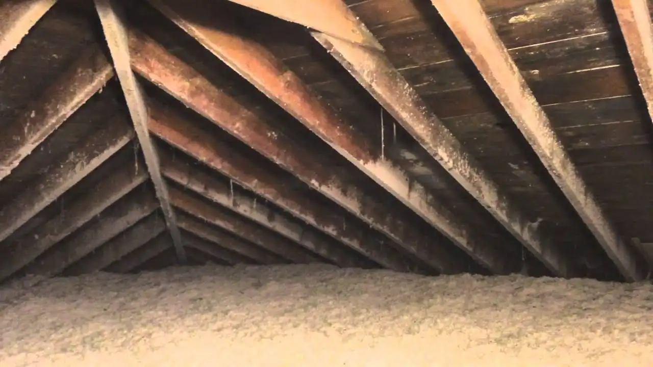 Mold growing along the rafters and roof boards of an attic above blown-in insulation