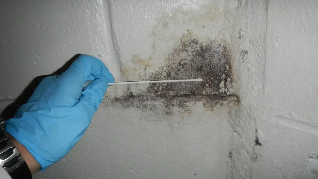 Gloved hand pointing at black mold growing on a painted block wall