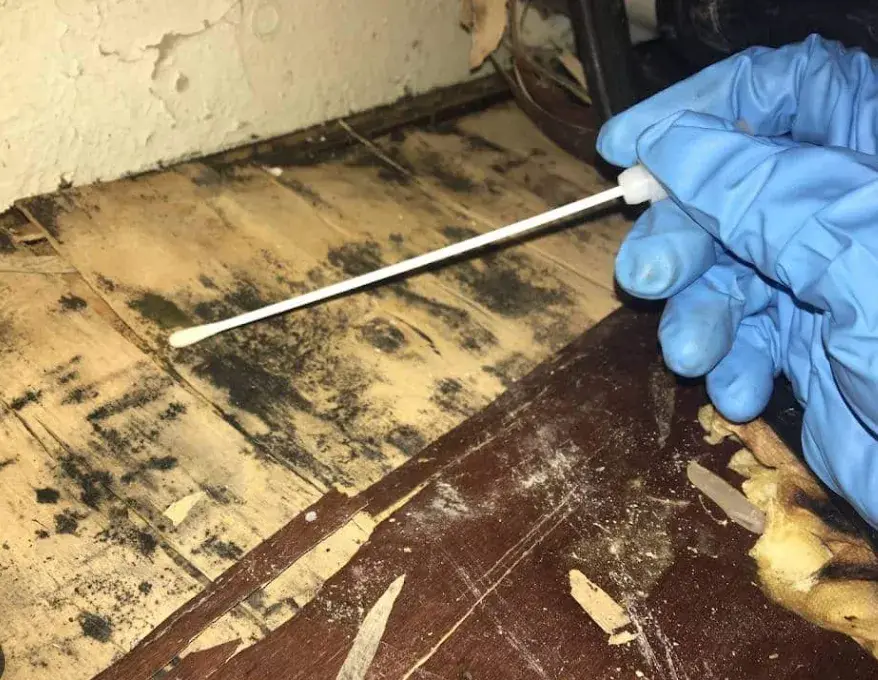 Black mold spreading across damp wood subboards under a wall with peeling paint
