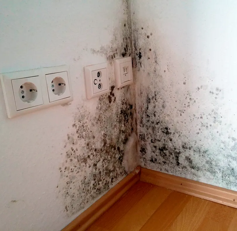 Mold spreading up a damp wall corner from the baseboard, around the wall outlets